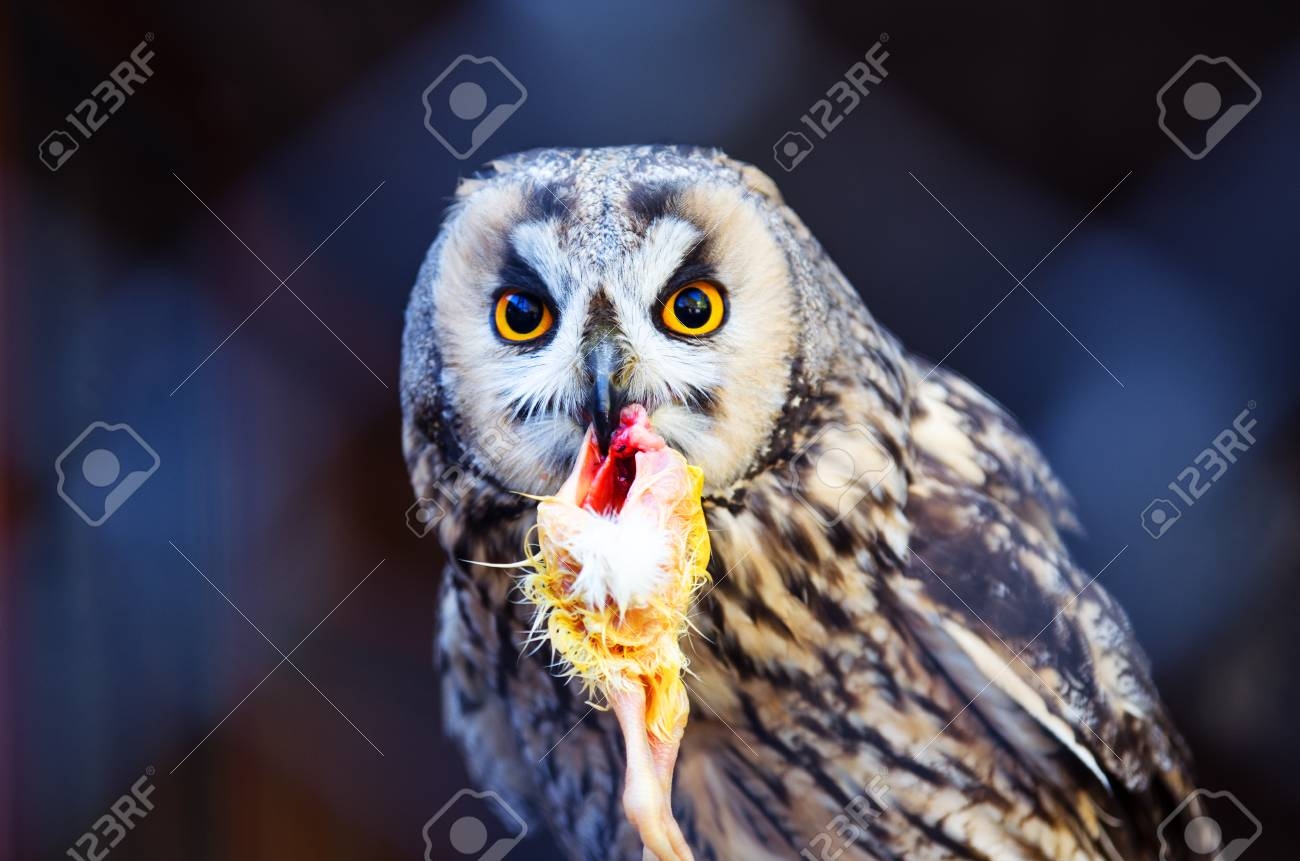 Owl Eating Chicken Stock Photo Picture And Royalty Free Image Image 27430199 Owl Eating Chicken Stock Photo Picture And Royalty Free Image Image 27430199