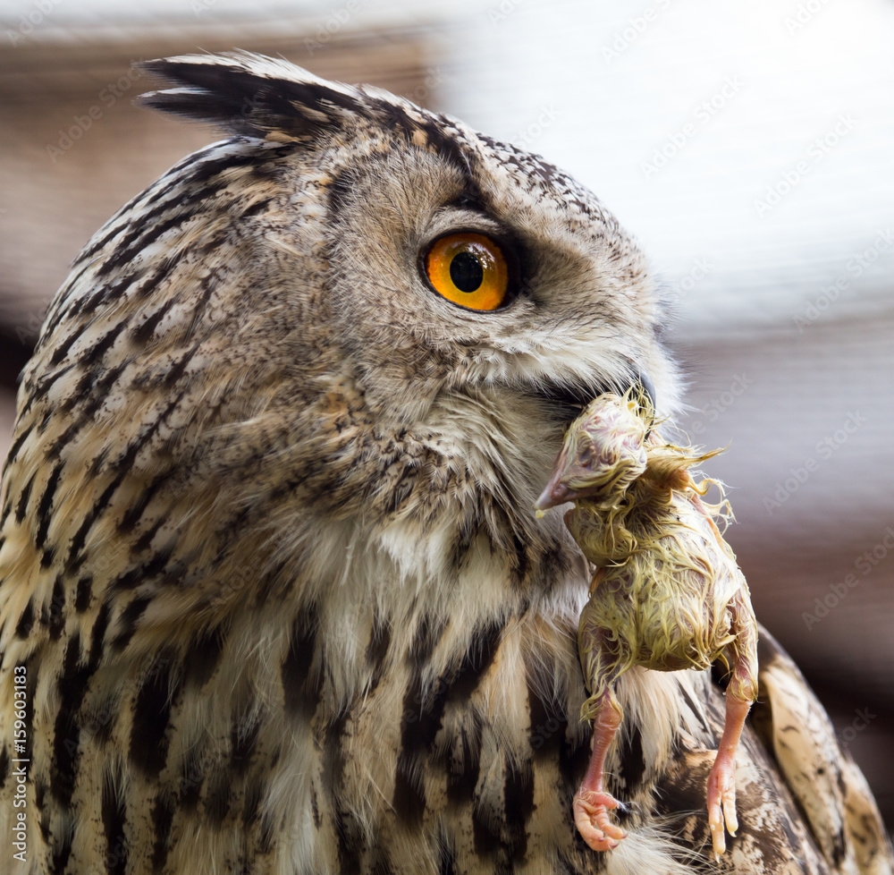 Owl Eats Chicken At The Zoo Stock Photo Adobe Stock Owl Eats Chicken At The Zoo Stock Photo Adobe Stock