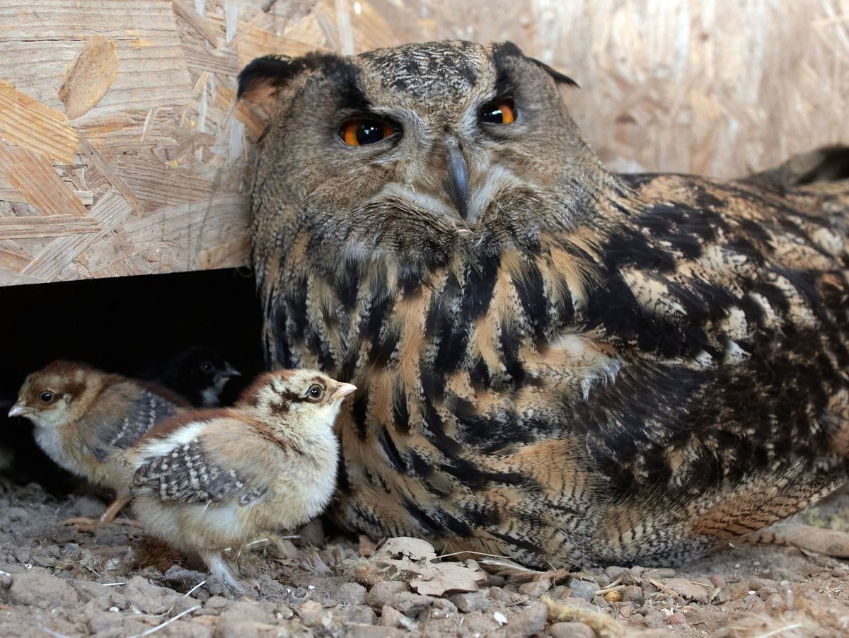 Owl Raises Chicks At German Zoo DER SPIEGEL Owl Raises Chicks At German Zoo DER SPIEGEL