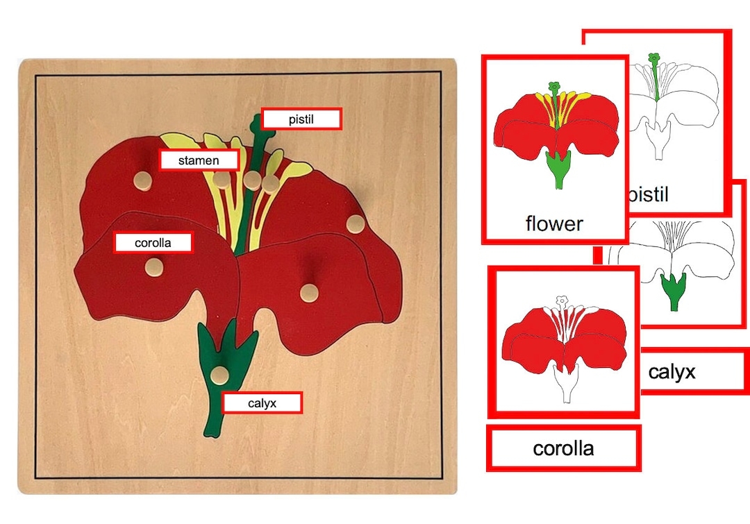 Parts Of A Flower montessori 3 part cards Etsy Parts Of A Flower montessori 3 part cards Etsy