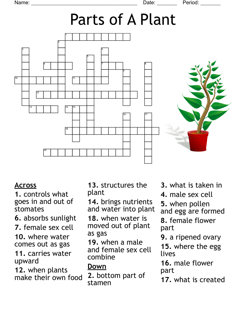 Parts Of A Plant Crossword WordMint Parts Of A Plant Crossword WordMint