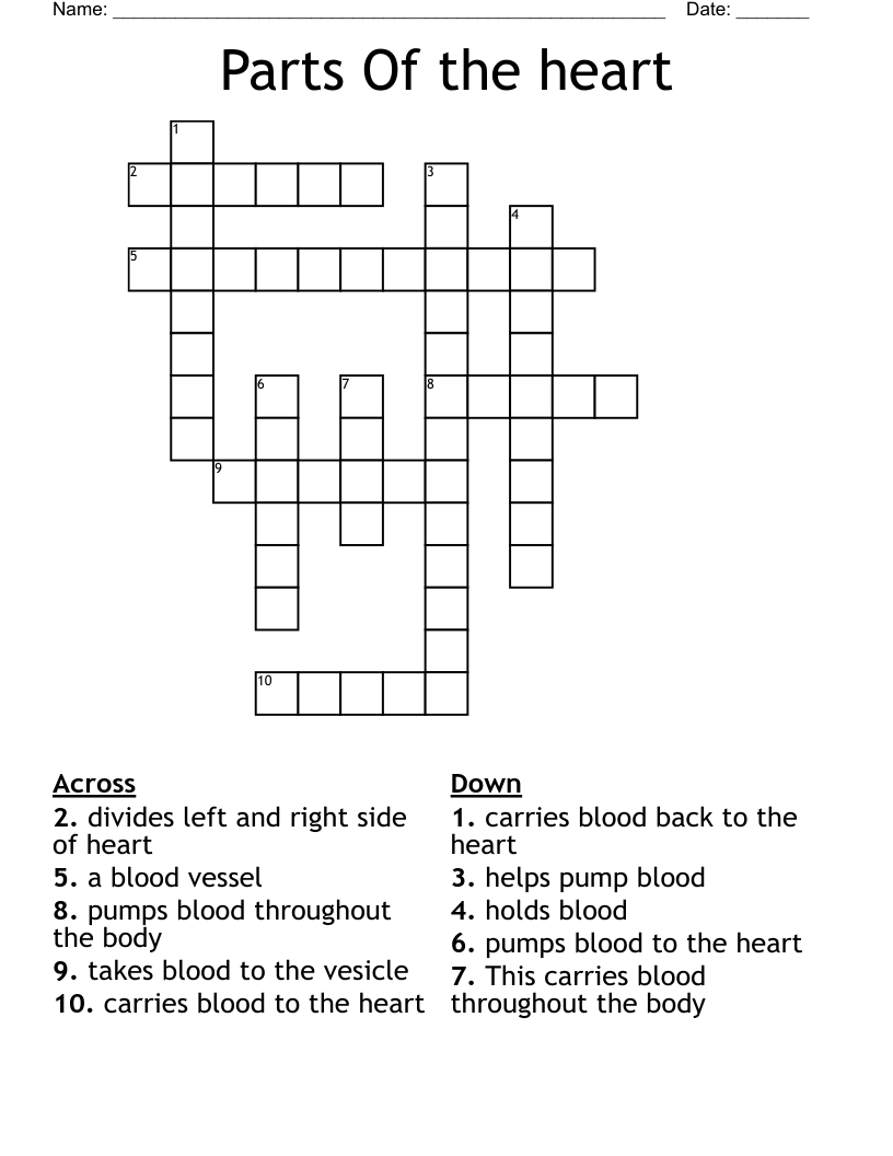 Parts Of The Heart Crossword WordMint Parts Of The Heart Crossword WordMint