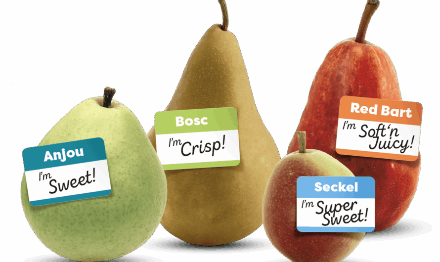 Comice Or Seckel Crossword