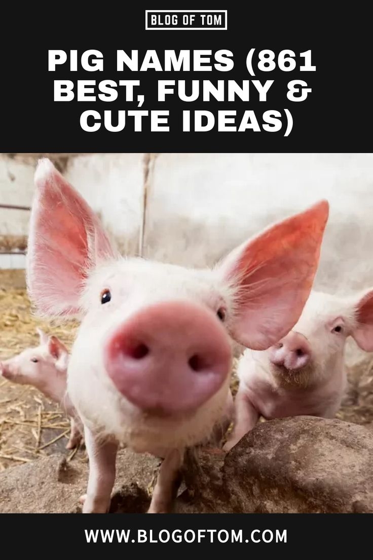 Pig Names 861 Best Funny Cute Ideas Pig Names 861 Best Funny Cute Ideas