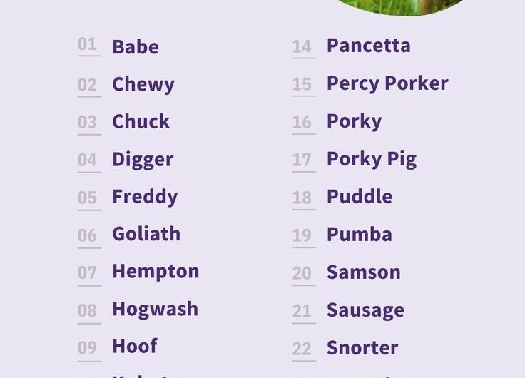 Funny Names For Pet Pigs