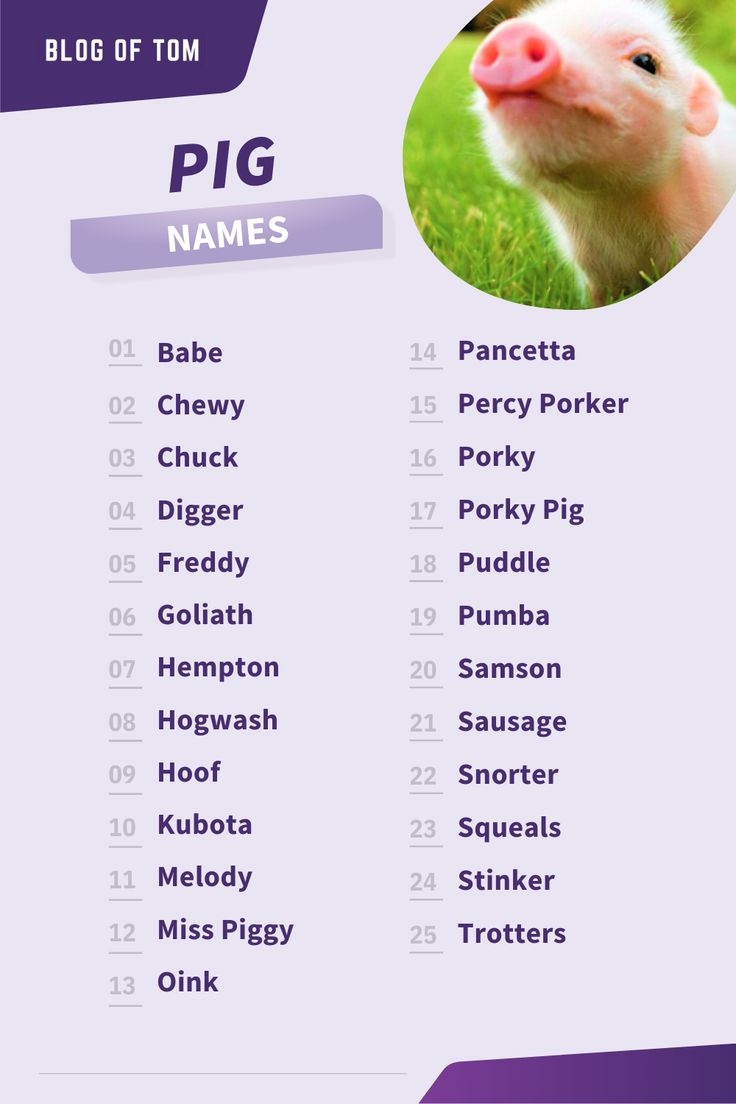 Pig Names 861 Best Funny Cute Ideas