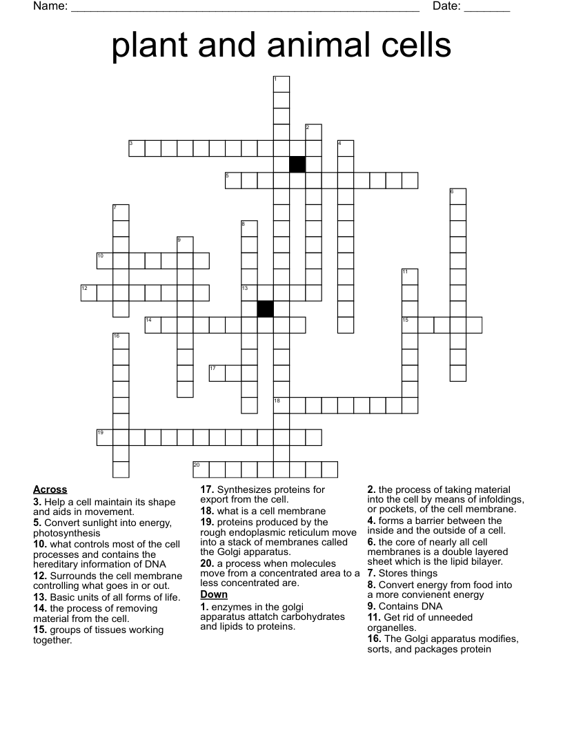 Plant And Animal Cells Crossword WordMint Plant And Animal Cells Crossword WordMint