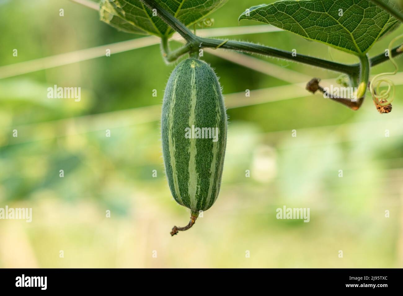Pointed Arch Crossword Clue Hi res Stock Photography And Images Alamy Pointed Arch Crossword Clue Hi res Stock Photography And Images Alamy