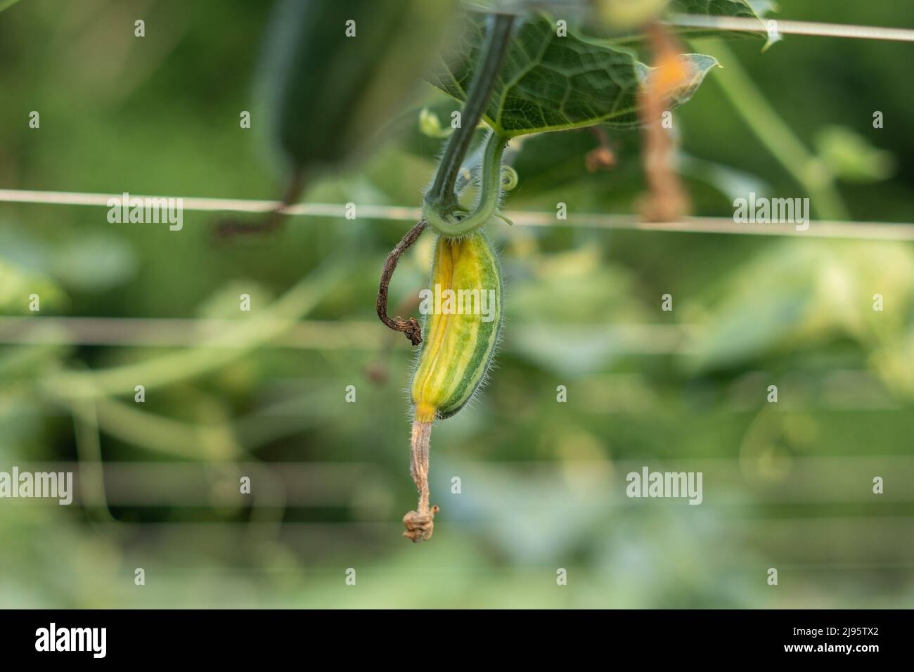 Pointed Arch Crossword Clue Hi res Stock Photography And Images Alamy Pointed Arch Crossword Clue Hi res Stock Photography And Images Alamy