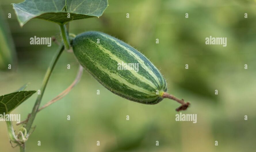 Pointed Arch Crossword Clue