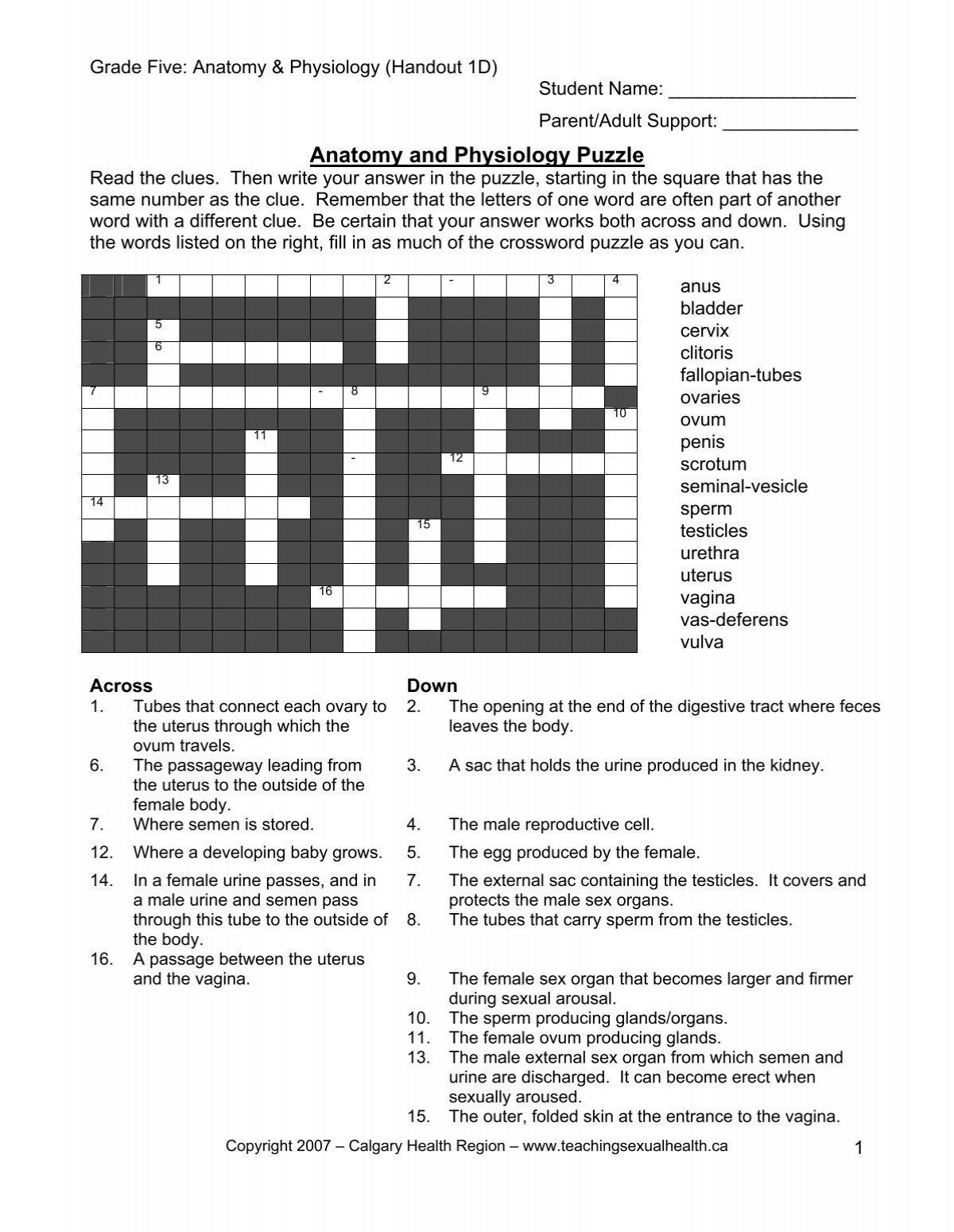 Puberty Crossword