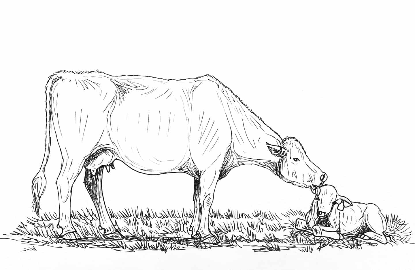 Ranching Coloring Pages TSLN Ranching Coloring Pages TSLN