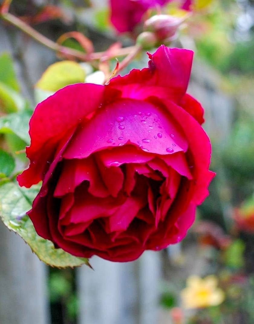 Rare Rose Rediscovered On Alcatraz 30 Years Ago Teaches Resilience Today KQED Rare Rose Rediscovered On Alcatraz 30 Years Ago Teaches Resilience Today KQED