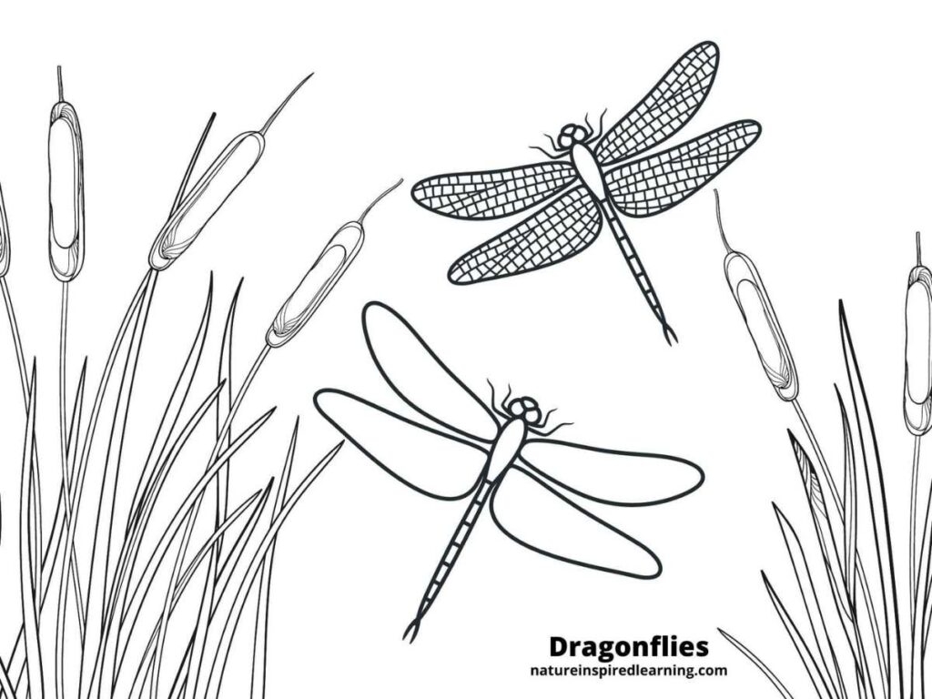 Realistic Dragonfly Coloring Pages Nature Inspired Learning Realistic Dragonfly Coloring Pages Nature Inspired Learning