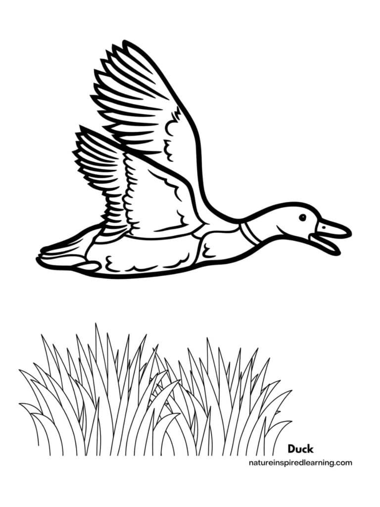 duck colouring in pages duck colouring in pages