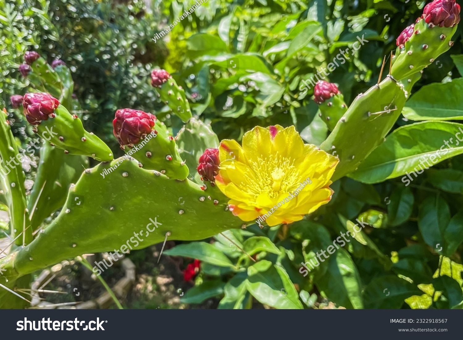 Resilient Elegant Cactus Plant Floweropuntia Monacantha Stock Photo 2322918567 Shutterstock Resilient Elegant Cactus Plant Floweropuntia Monacantha Stock Photo 2322918567 Shutterstock