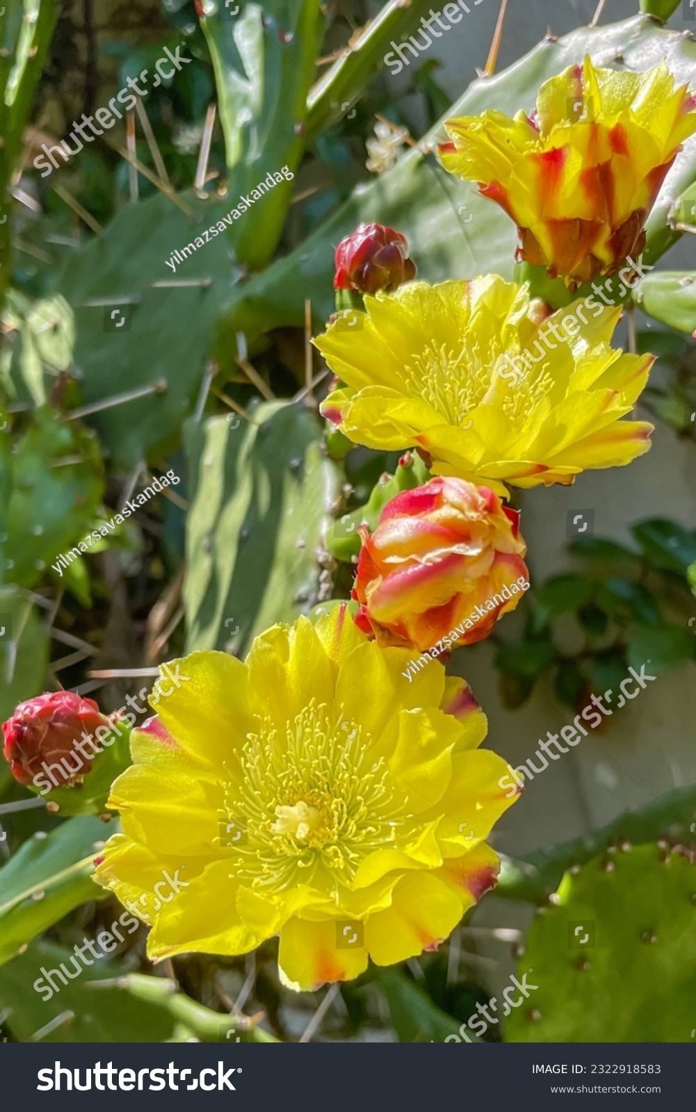 Resilient Elegant Cactus Plant Floweropuntia Monacantha Stock Photo 2322918583 Shutterstock Resilient Elegant Cactus Plant Floweropuntia Monacantha Stock Photo 2322918583 Shutterstock