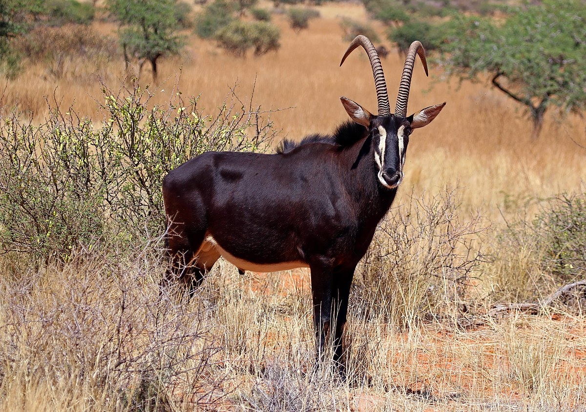 Sable Antelope Wikipedia Sable Antelope Wikipedia