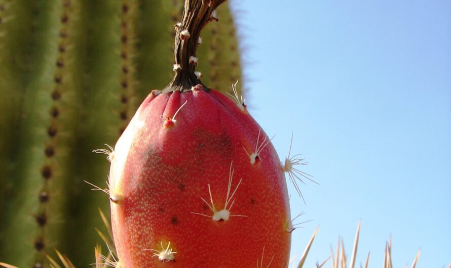 Cactus Bud Crossword