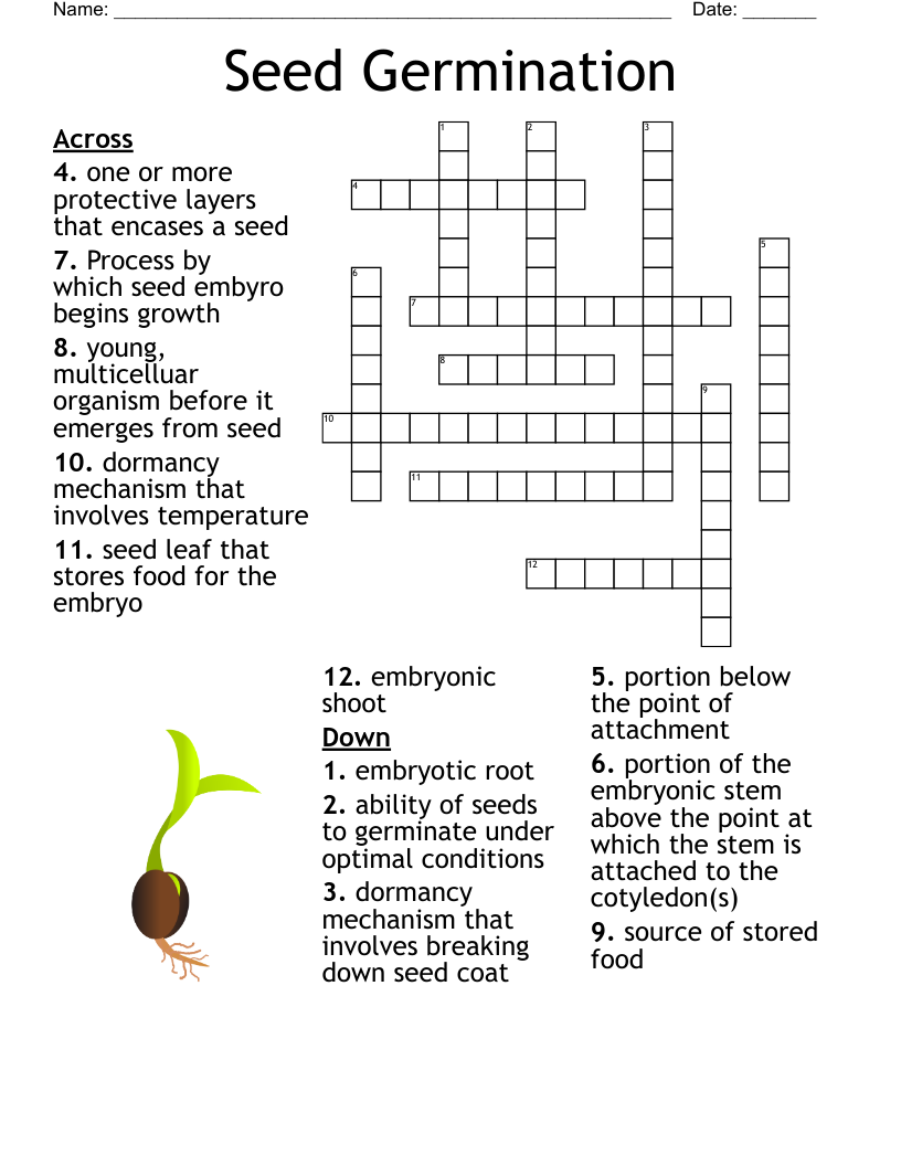 Seed Germination Crossword WordMint Seed Germination Crossword WordMint