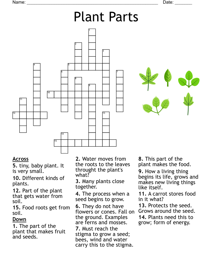 SEEDS Crossword WordMint SEEDS Crossword WordMint