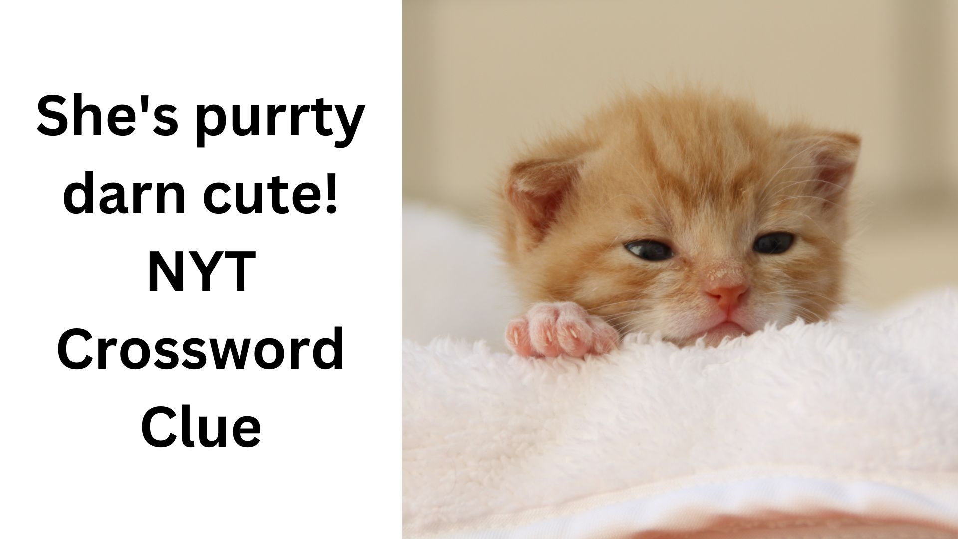 She s Purrty Darn Cute NYT Crossword Clue November 9 2024 She s Purrty Darn Cute NYT Crossword Clue November 9 2024