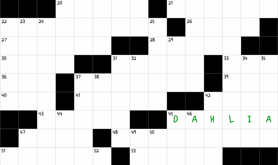 Showy Flower Crossword Clue