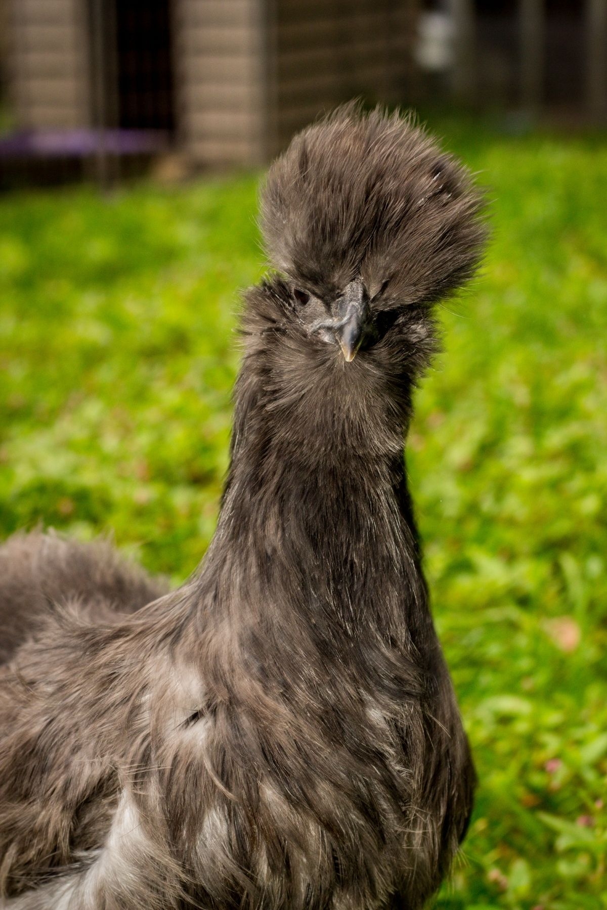 Silkie Chicken Breed Complete Guide To These Calm Birds Silkie Chicken Breed Complete Guide To These Calm Birds