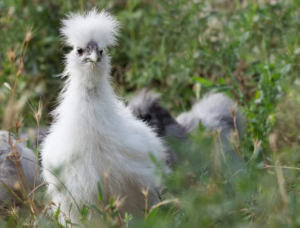 Silkie Chicken The Ultimate Guide Heritage Acres Market LLC Silkie Chicken The Ultimate Guide Heritage Acres Market LLC