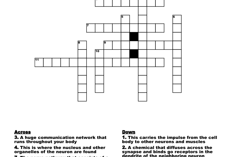 Nerve Network Crossword