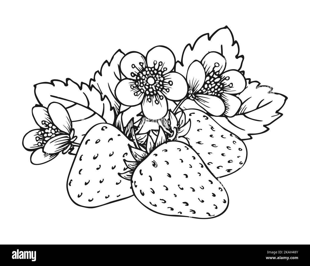 strawberry plant coloring page