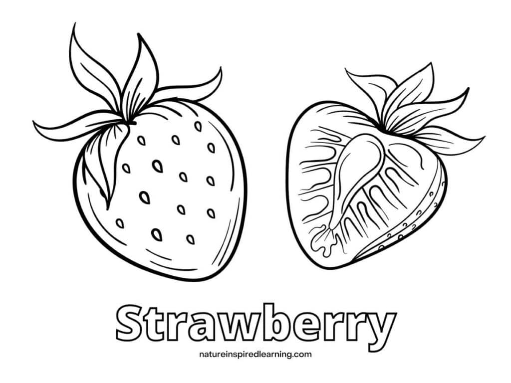 Strawberry Coloring Pages Nature Inspired Learning