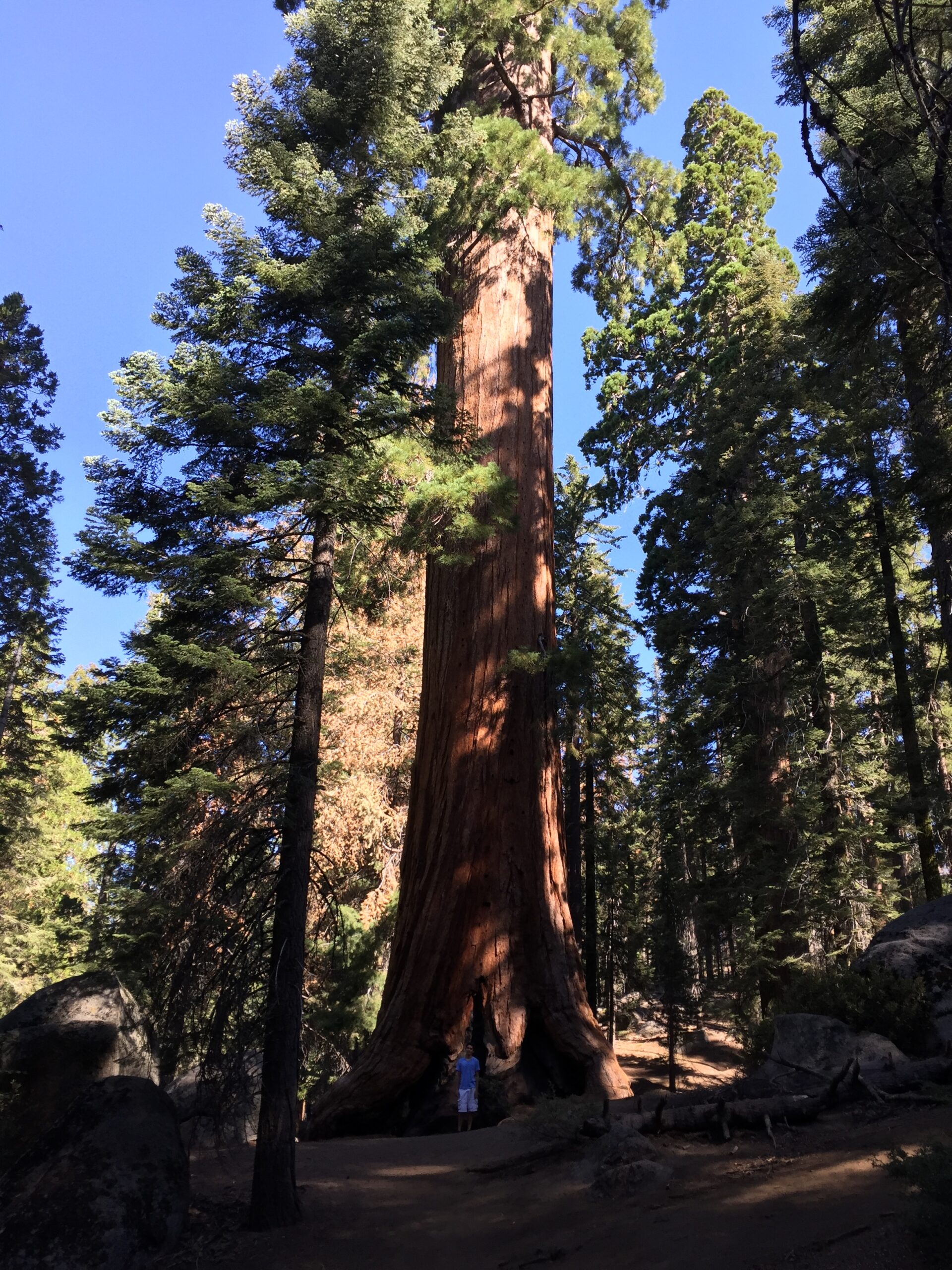 spruce crossword clue spruce crossword clue