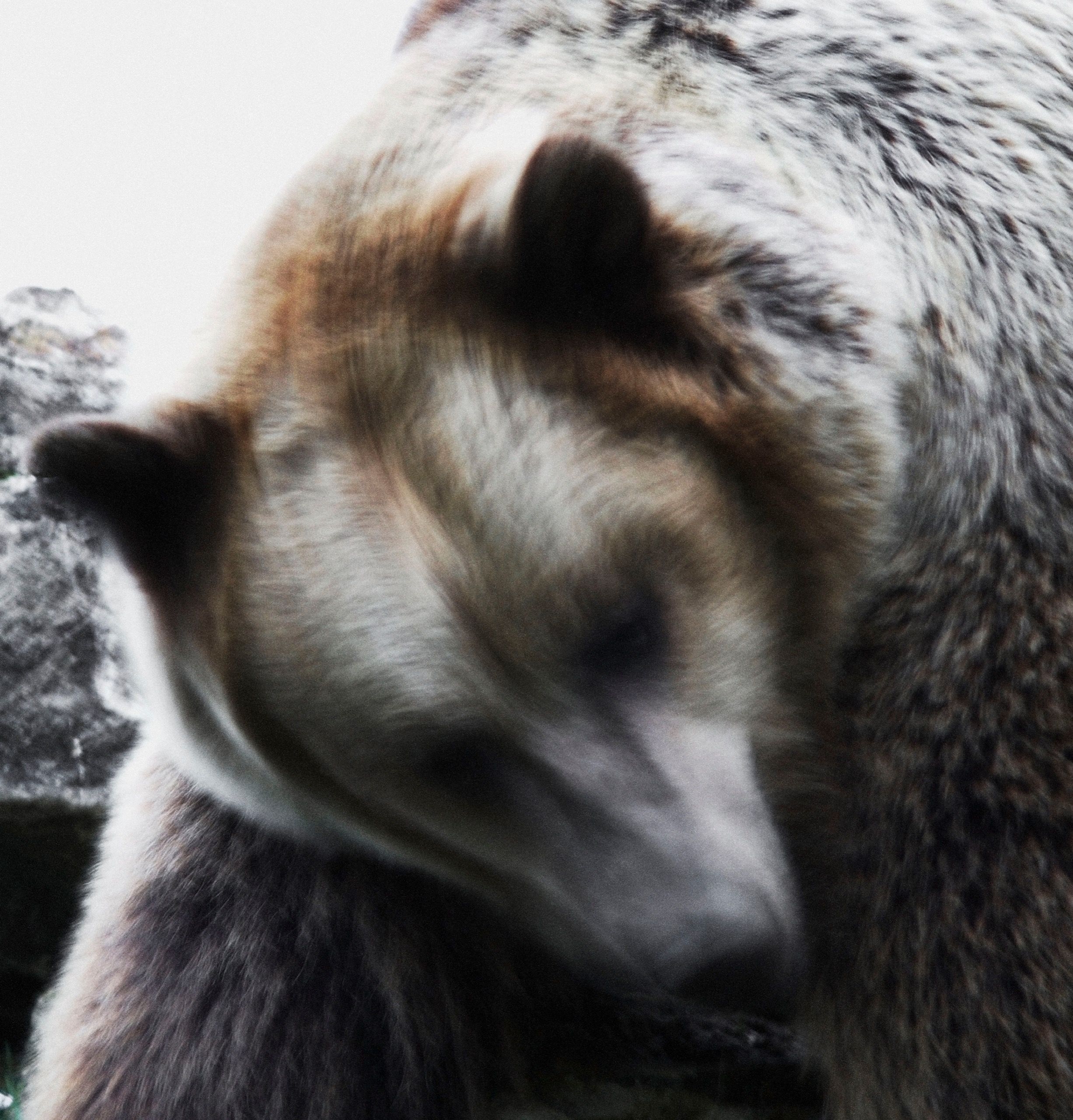 the bear for one crossword the bear for one crossword