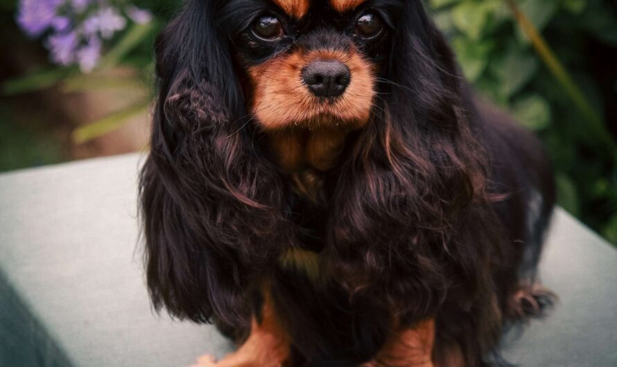 Cavalier King Charles Colors