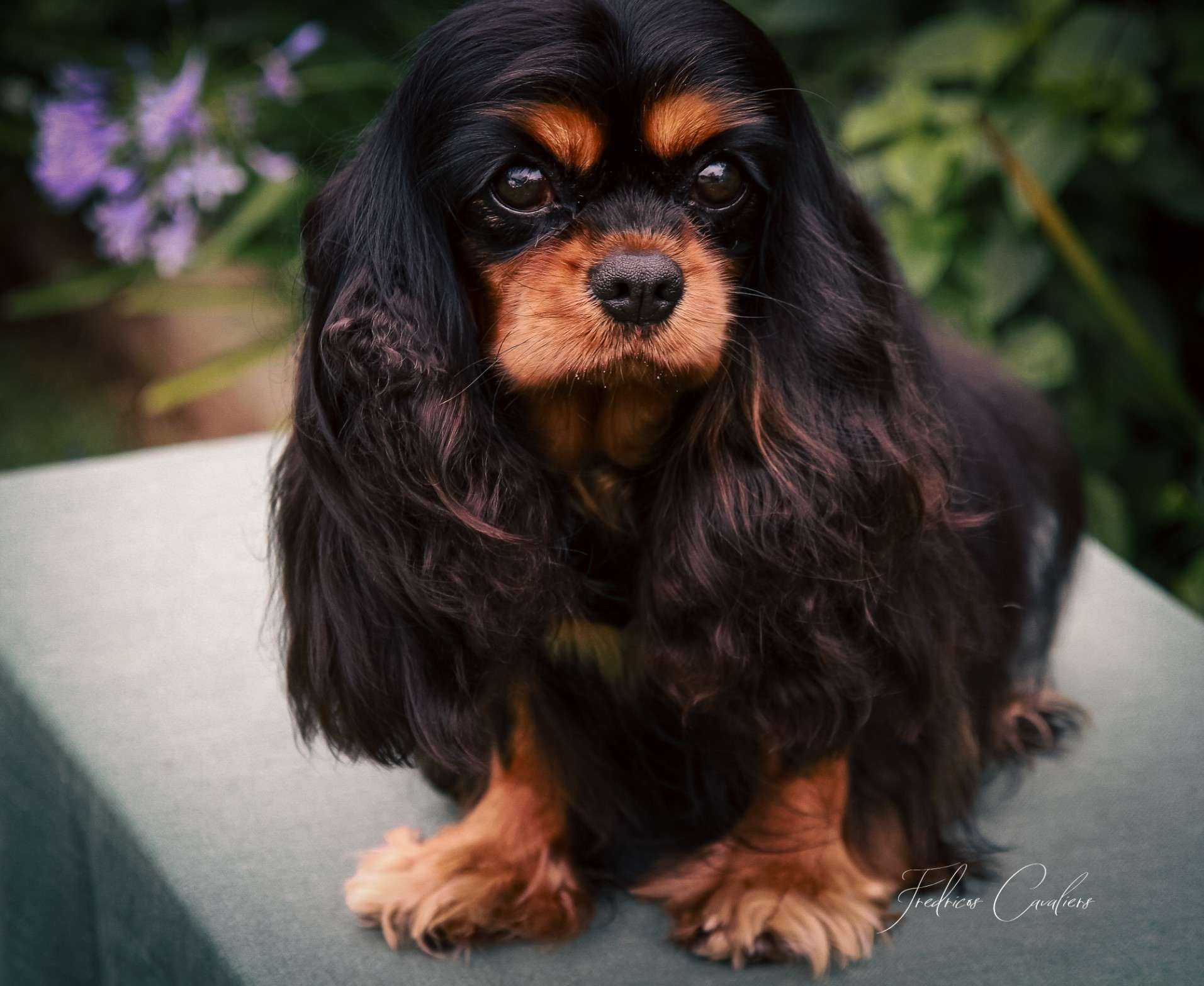 THE COLORS OF THE CAVALIER KING CHARLES SPANIELS