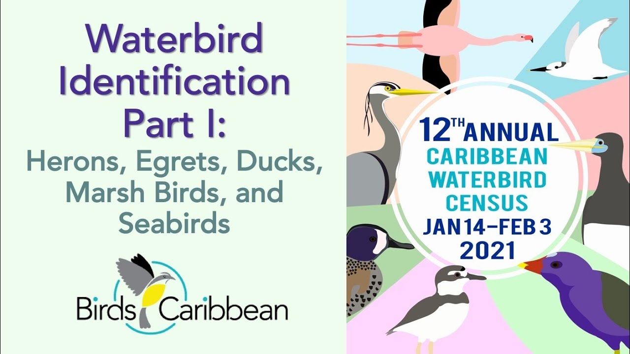 The Finer Points Of Waterbird And Shorebird ID A Bit Of A Brain Twister BirdsCaribbean The Finer Points Of Waterbird And Shorebird ID A Bit Of A Brain Twister BirdsCaribbean