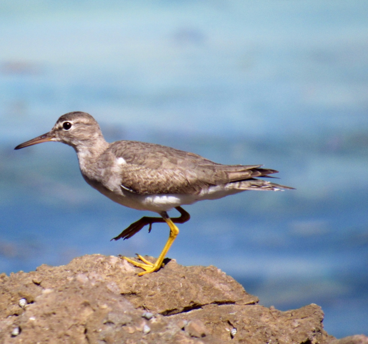 The Finer Points Of Waterbird And Shorebird ID A Bit Of A Brain Twister BirdsCaribbean The Finer Points Of Waterbird And Shorebird ID A Bit Of A Brain Twister BirdsCaribbean