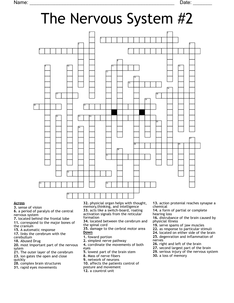 The Nervous System 2 Crossword WordMint The Nervous System 2 Crossword WordMint