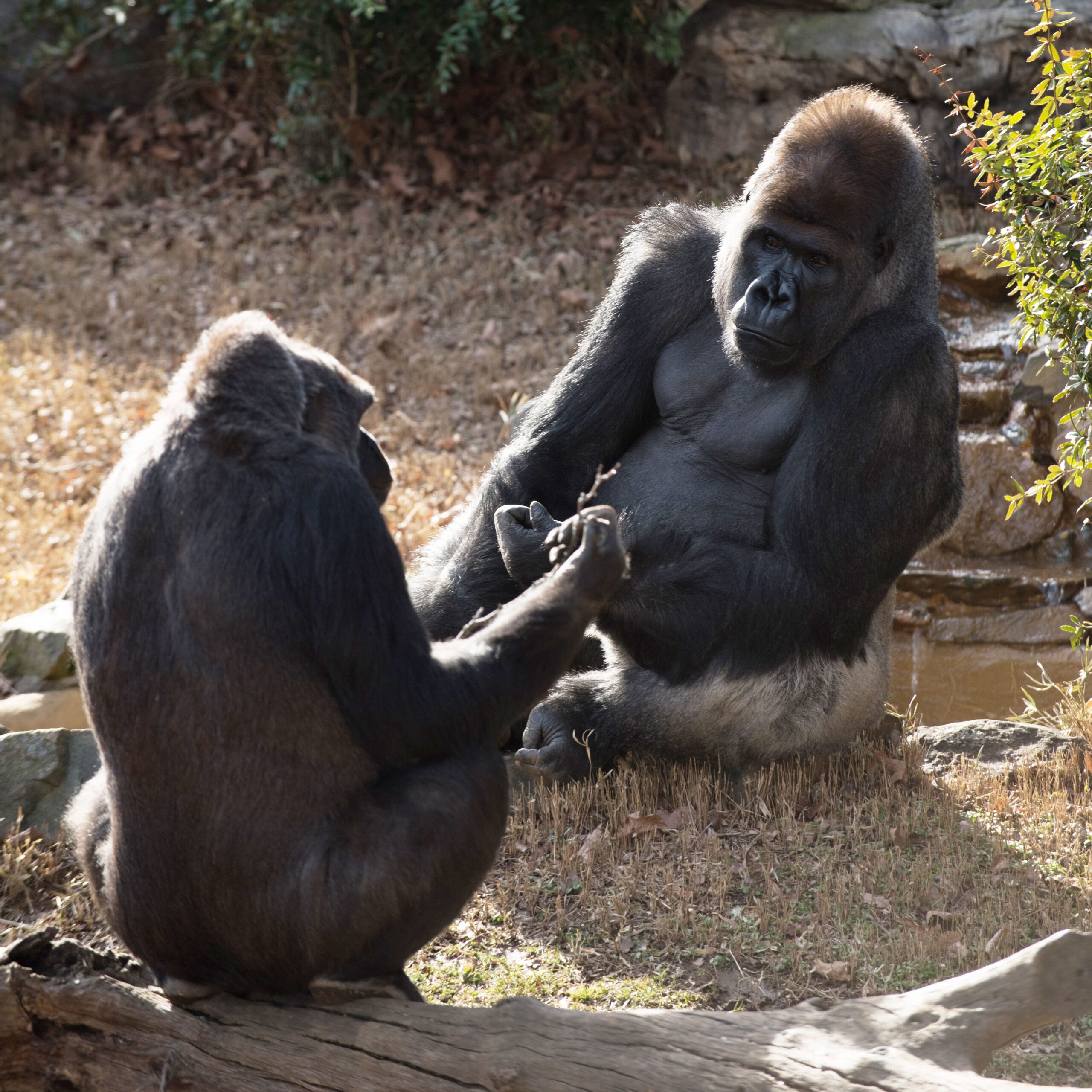 There s A Matchmaking Site For Gorillas Too The New Yorker There s A Matchmaking Site For Gorillas Too The New Yorker