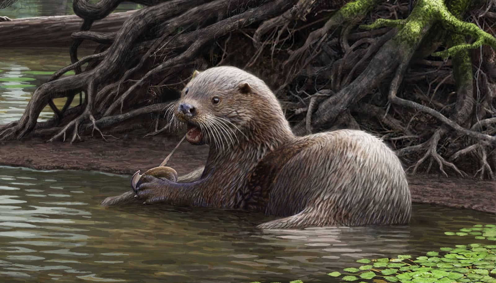 These Ancient Wolf sized Otters Had Fearsome Jaws Futurity These Ancient Wolf sized Otters Had Fearsome Jaws Futurity