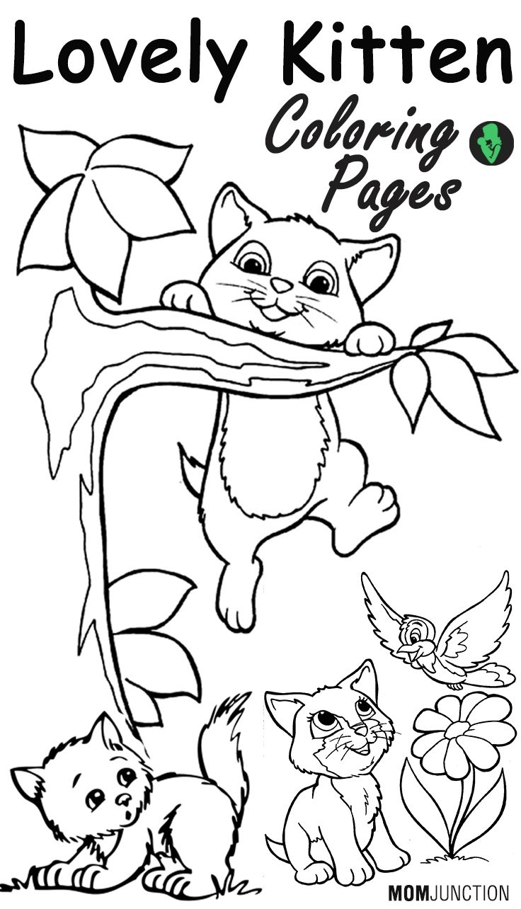 pictures to color of kittens pictures to color of kittens