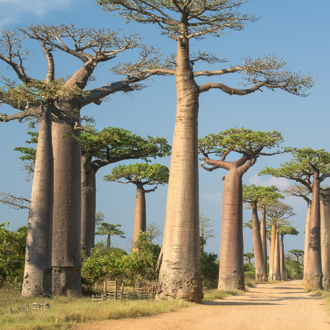 Top 20 Most Common Trees In Madagascar Top 20 Most Common Trees In Madagascar