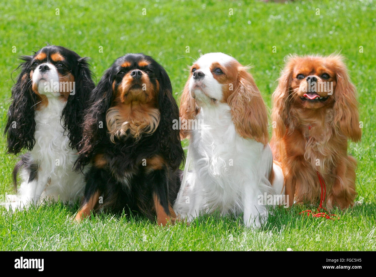 Tri Color Different Types Of Cavalier King Charles Spaniel Colors Of King Charles Cavalier Cavalier King Tri Color Different Types Of Cavalier King Charles Spaniel Colors Of King Charles Cavalier Cavalier King