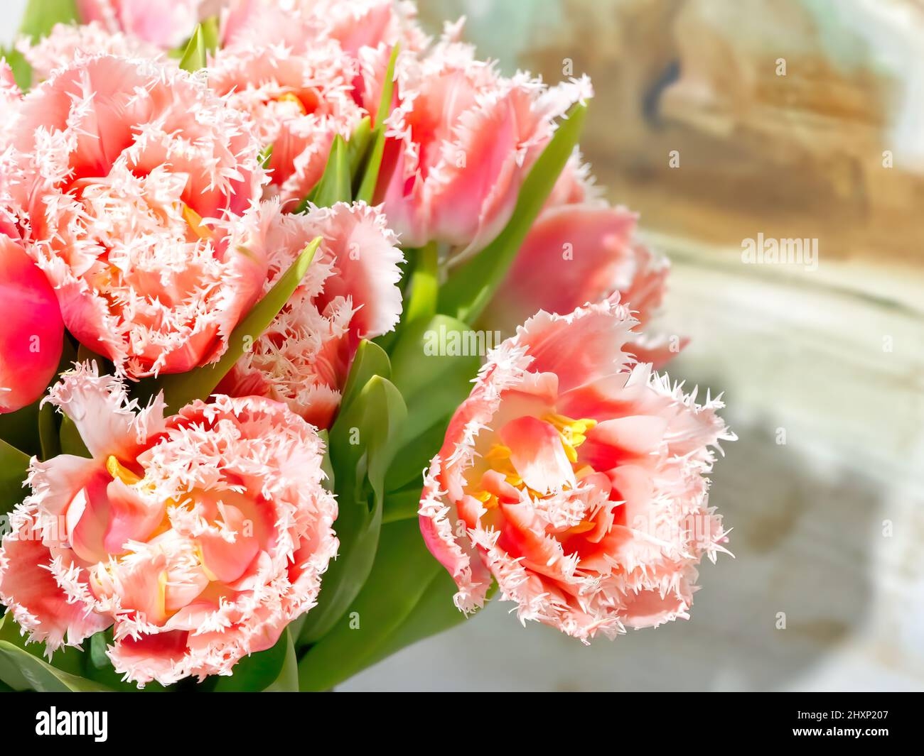 Tulips For Girlfriend Crossword Clue Tulips For Girlfriend Rose Red Tulips Beautiful Flowers As A Gift To Your Girlfriend Stock Tulips For Girlfriend Images Tulips For Girlfriend Crossword Clue Tulips For Girlfriend Rose Red Tulips Beautiful Flowers As A Gift To Your Girlfriend Stock Tulips For Girlfriend Images