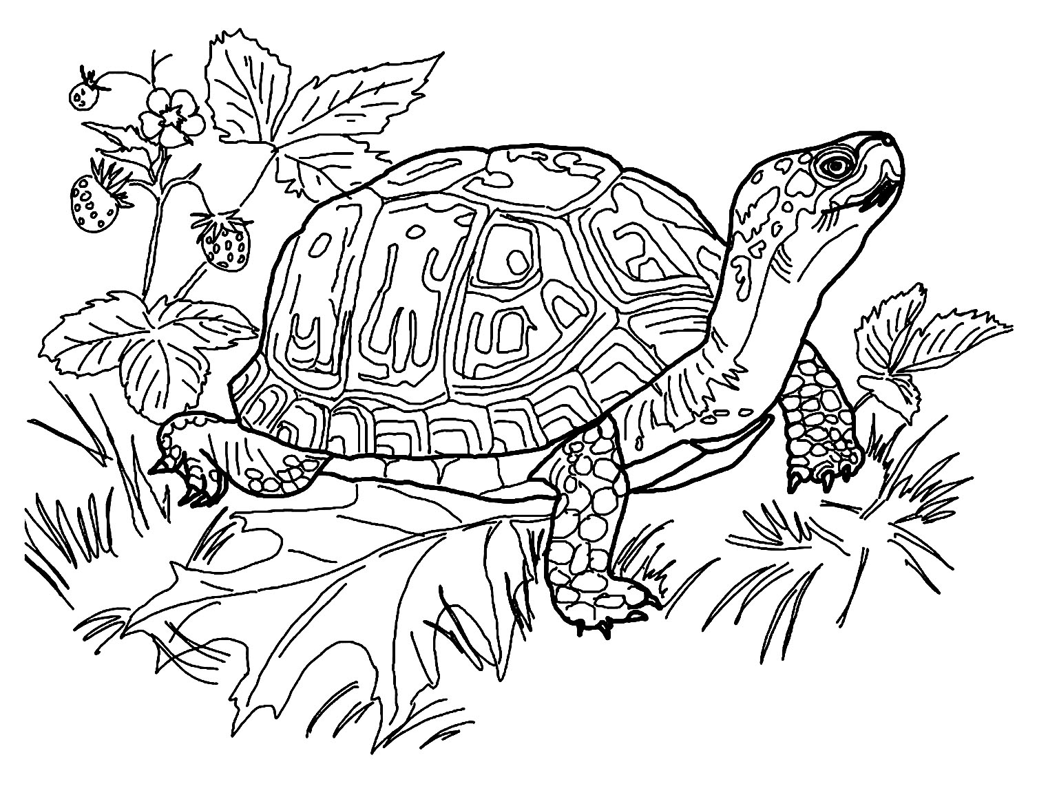 turtle pictures to color turtle pictures to color