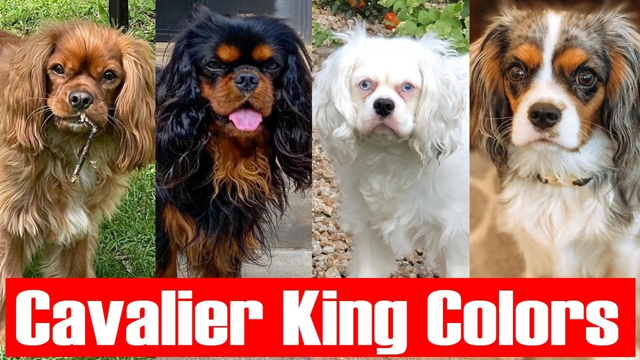 Types Of Cavalier King Charles Spaniels Colors And Their Role YouTube Types Of Cavalier King Charles Spaniels Colors And Their Role YouTube