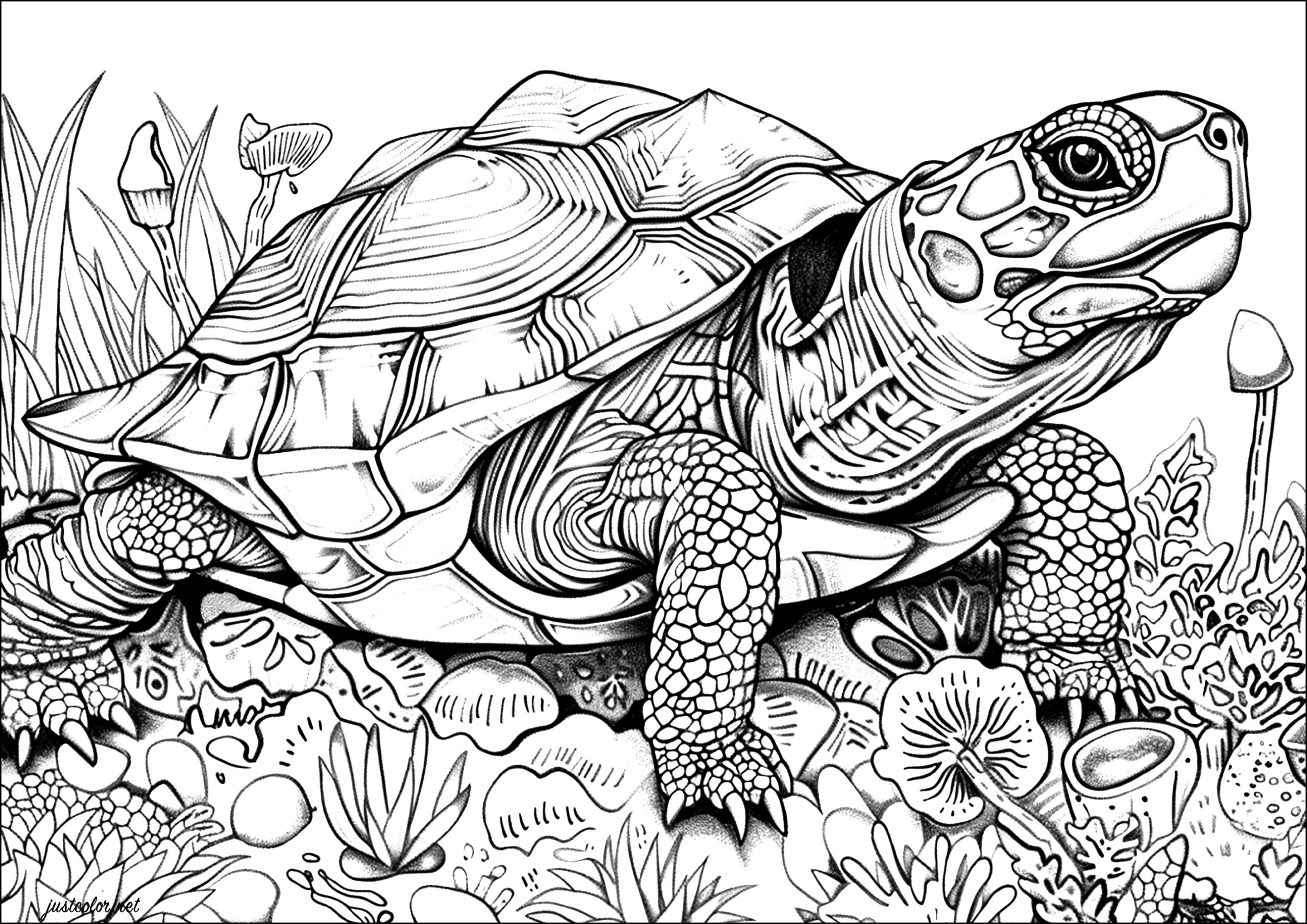 coloring pages of sea turtles coloring pages of sea turtles