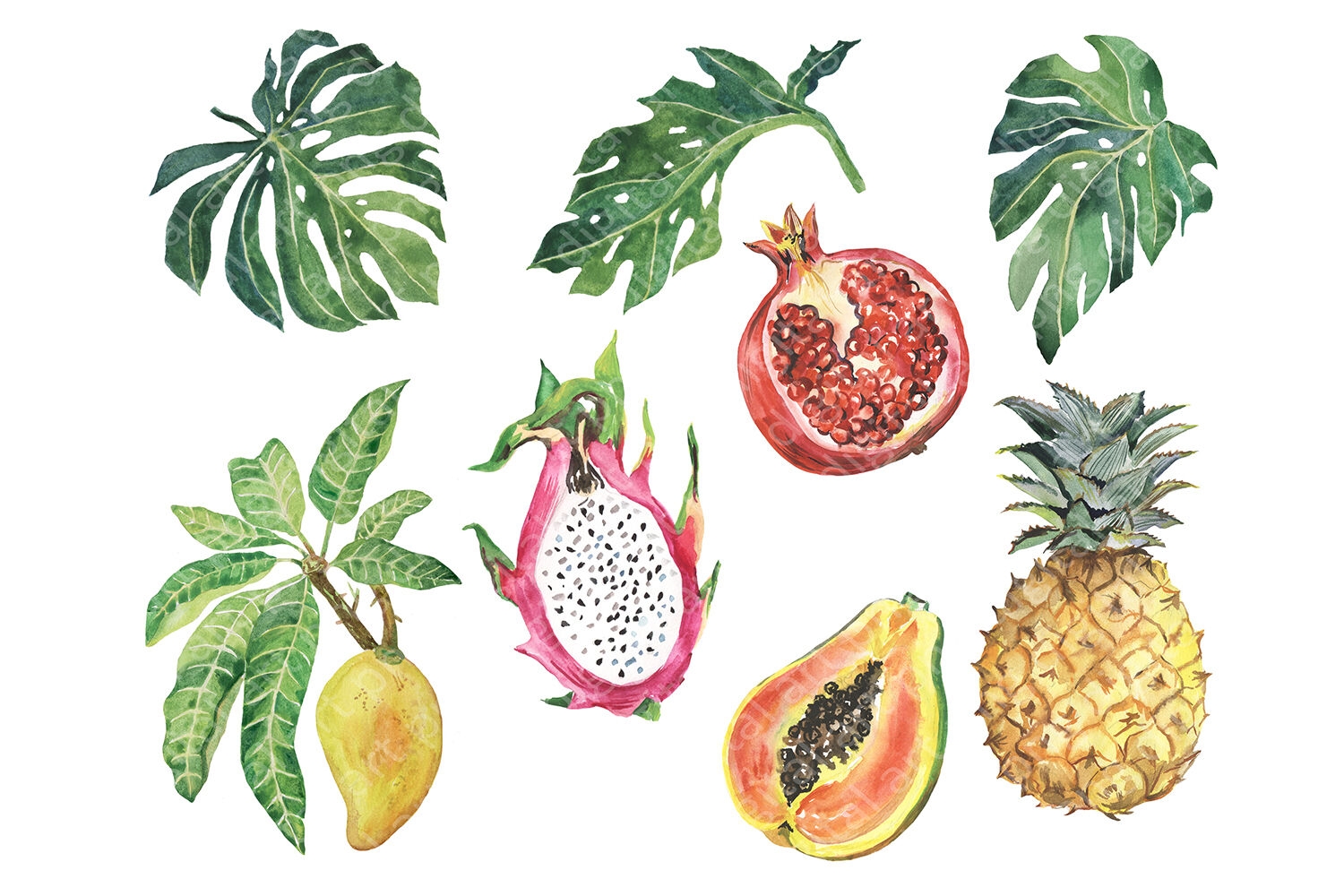 Watercolor Tropical Fruit Clipart Summer Clip Art Fruit Set By Evgeniia Grebneva Painting TheHungryJPEG Watercolor Tropical Fruit Clipart Summer Clip Art Fruit Set By Evgeniia Grebneva Painting TheHungryJPEG