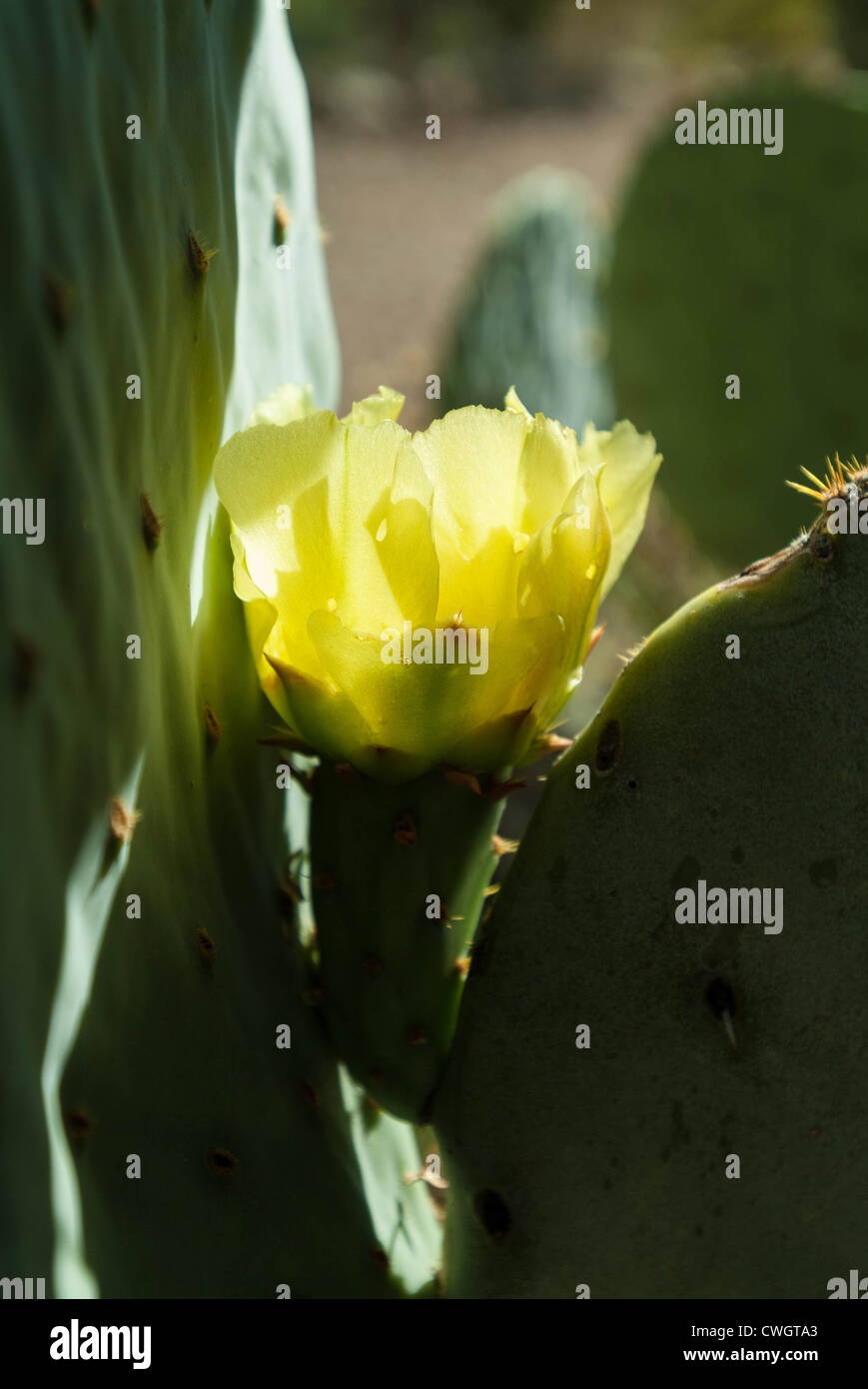 West Texas Flowering Cactus Hi res Stock Photography And Images Alamy West Texas Flowering Cactus Hi res Stock Photography And Images Alamy